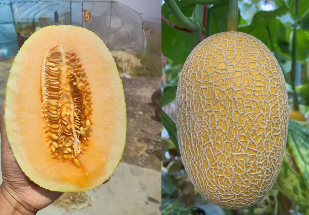 OEŷ��|�ٷ���վ