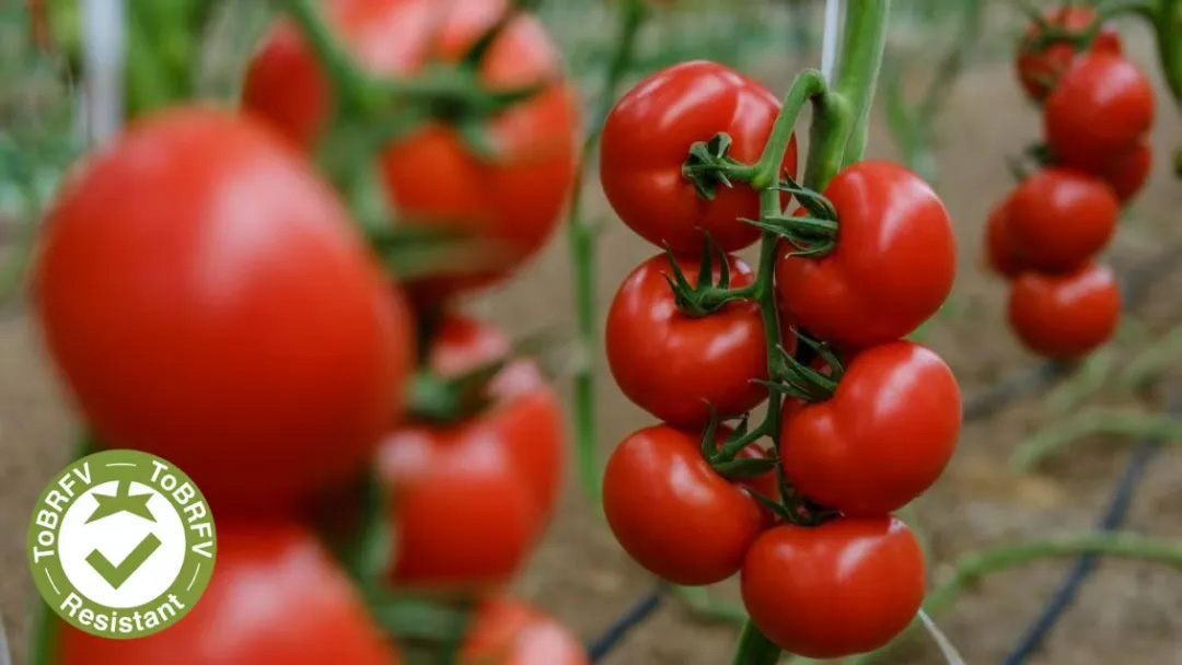 OEŷ��|�ٷ���վ